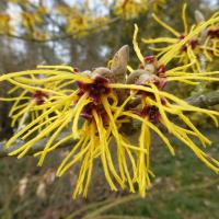 Vilín prostřední 'Barmstedt Gold' (Hamamelis x intermedia)