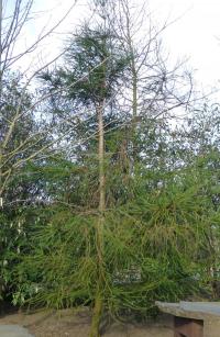 Kryptomerie japonská 'Dacrydioides' (Cryptomeria japonica)