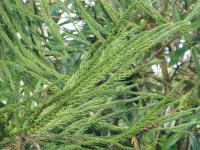 Kryptomerie japonská 'Dacrydioides' (Cryptomeria japonica)