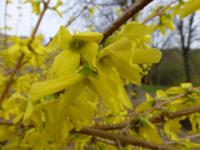 Zlatice převislá 'Hewitts Gold' (Forsythia suspensa)