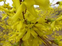 Zlatice převislá 'Hewitts Gold' (Forsythia suspensa)