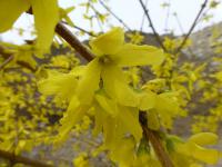 Zlatice převislá 'Hewitts Gold' (Forsythia suspensa)