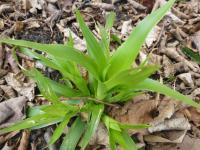 Bika lesní (Luzula sylvatica Select) Bika lesní (Luzula sylvatica Select)