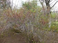 Mandloň nízká (Prunus tenella)
