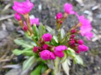 Prvosenka růžová (Primula rosea)