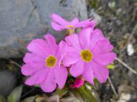 Prvosenka růžová (Primula rosea)