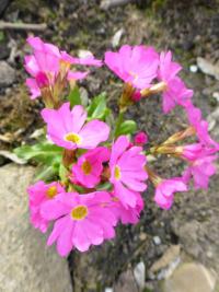 Prvosenka růžová (Primula rosea)