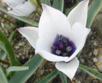 Tulipán nízký 'Albocaerulea Oculata'