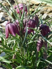 Řebčík kostkovaný