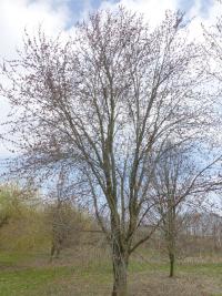 Javor stříbrný 'Pyramidale' - habitus v květu (Acer saccharinum)