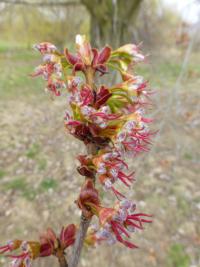 Javor stříbrný 'Pyramidale' - větévka s květy (Acer saccharinum)