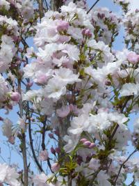 Sakura ozdobná 'Amanogawa' - v květu
