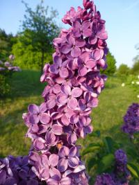 Šeřík obecný 'Andenken an Ludwig Späth' (Syringa vulgaris)
