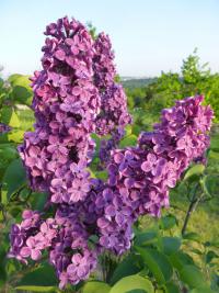 Šeřík obecný 'Andenken an Ludwig Späth'