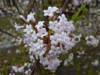 Kalina vonná (Viburnum farreri)