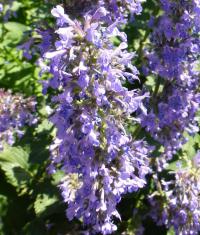 Šanta velkokvětá 'Zinsers Giant' (Nepeta grandiflora)