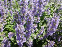 Šanta velkokvětá 'Zinsers Giant' (Nepeta grandiflora)