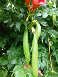 Trubač kořenující 'Flava' - s plody