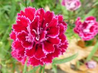Karafiát zahradní 'Dynasty Rose' (Dianthus caryophyllus)