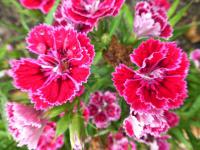 Karafiát zahradní 'Dynasty Rose' (Dianthus caryophyllus)