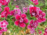 Karafiát zahradní 'Dynasty Rose' (Dianthus caryophyllus)