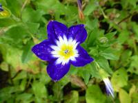 Svlačec trojbarevný 'Blue Flash' (Convolvulus tricolor)