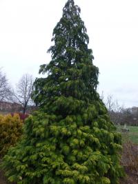 Cypřišek Lawsonův 'Golden Wonder' - habitus (Chamaecyparis lawsoniana)