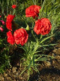 Karafiát zahradní 'Can Can Scarlet' (Dianthus caryophyllus)