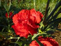 Karafiát zahradní 'Can Can Scarlet' (Dianthus caryophyllus)