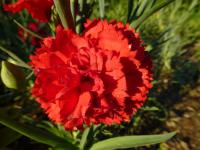 Karafiát zahradní 'Can Can Scarlet' (Dianthus caryophyllus)