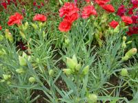 Karafiát zahradní 'Can Can Scarlet' (Dianthus caryophyllus)