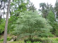 Zelkova pilovitá 'Variegata' - habitus (Zelkova serrata)