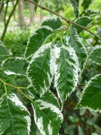 Zelkova pilovitá 'Variegata' - větévka s listy (Zelkova serrata)