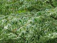 Zelkova pilovitá 'Variegata' (Zelkova serrata)