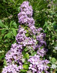 Komule střídavolistá (Buddleja alternifolia) Komule střídavolistá (Buddleja alternifolia)