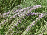 Komule střídavolistá (Buddleja alternifolia) Komule střídavolistá (Buddleja alternifolia)