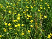 Pryskyřník prudký (Ranunculus acris)