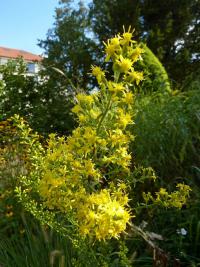 Zlatobýl obecný (Solidago virgaurea)