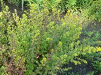 Zlatobýl obecný 'Nana' (Solidago virgaurea)