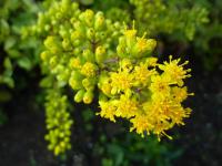 Zlatobýl obecný 'Nana' (Solidago virgaurea)