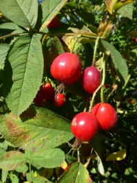 Růže dužnoplodá - větévka se šípky (Rosa pomifera)