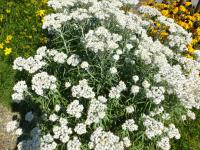 Plesnivka perlová 'Neuschnee' (Anaphalis margaritacea)