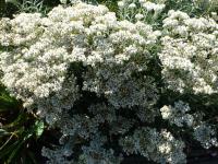 Plesnivka perlová 'Neuschnee' (Anaphalis margaritacea)