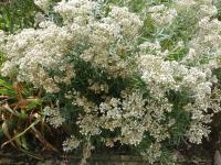 Plesnivka perlová 'Neuschnee' (Anaphalis margaritacea)