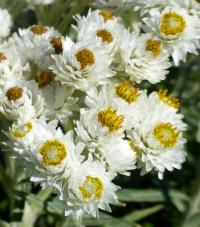 Plesnivka perlová 'Neuschnee' (Anaphalis margaritacea)