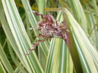 Ozdobnice čínská 'Dixieland' (Miscanthus sinensis)