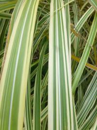 Ozdobnice čínská 'Dixieland' (Miscanthus sinensis)