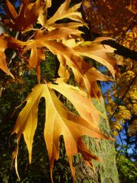 Javor cukrový - podzimní listy