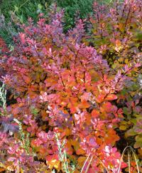 Dřišťál Thunbergův 'Bagatelle' (Berberis thunbergii)