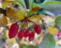 Dřišťál Thunbergův 'Bagatelle' (Berberis thunbergii)